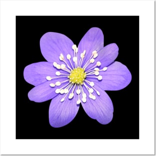 Cute Hepatica Violet Flower Posters and Art